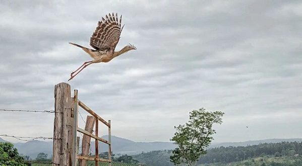 o-voo-dos-animais-desafiando-as-leis-da-gravidade