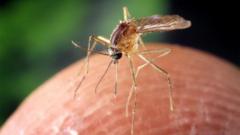 o-virus-transmitido-por-mosquitos-que-se-espalha-pelos-eua-e-pela-europa-sem-cura-ou-vacina