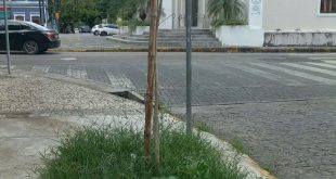 Voz do Leitor, 18/10: Árvore frondosa é substituída por pequeno arbusto em Casa Forte