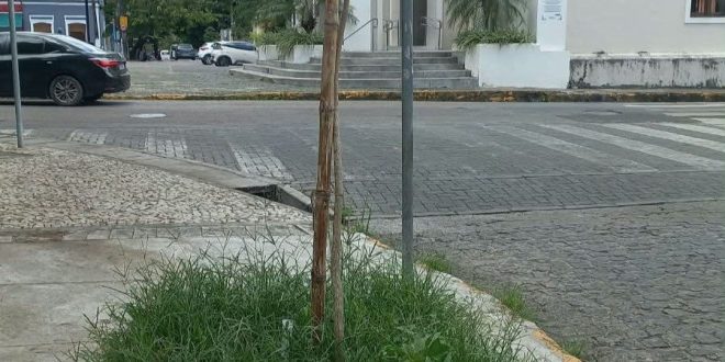 Voz do Leitor, 18/10: Árvore frondosa é substituída por pequeno arbusto em Casa Forte